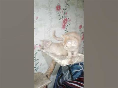 Дерево для кошек. Кошачье дерево своими руками. - YouTube