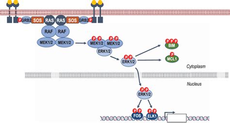 A simplified schematic representation of the RAS-RAF-MEK-ERK signaling ... 