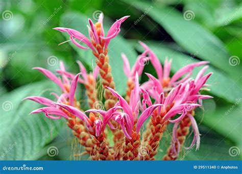 Panama Queen Flower Stock Photo Image Of Panama Summer 29511340