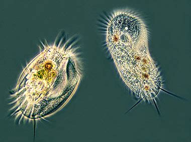 Animal-like Protists - Science News