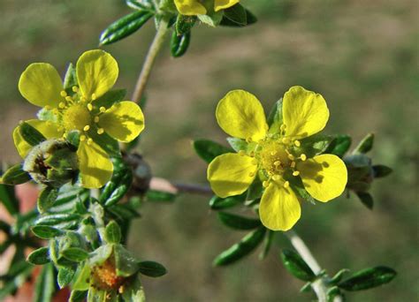 Лапчатка серебристая (Silver Cinquefoil) - описание сорта, фото ...