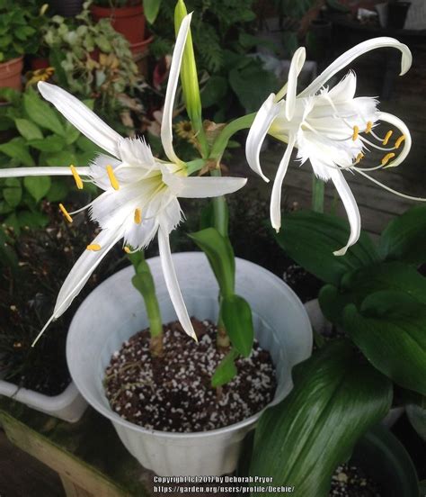 Ismene Flower