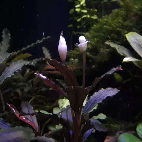 aquarium plants  flowers  aquarium life