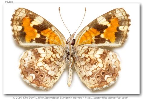 Phyciodes p. phaon (pinned specimens)