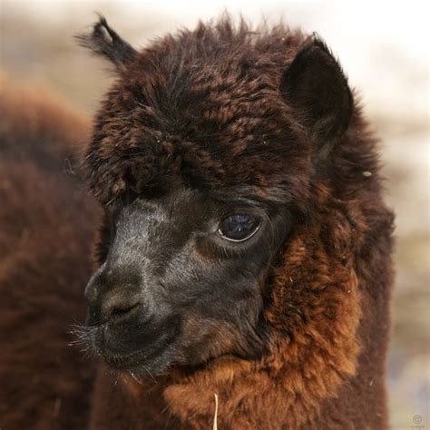 Cute Baby Llama