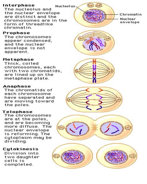 mitosis vs meiosis chart answer key 15
