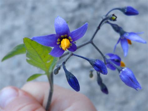 The violet flower has a surprising medicinal use today 14