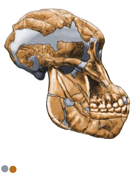 Fossil Discovery Location Of Australopithecus Afarensis at Willard ...