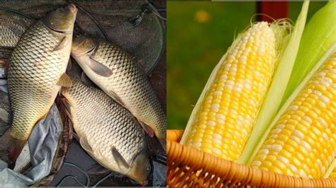 ПЕСЧАНЫЙ КАРЬЕР карпы и карась на кукурузу - YouTube