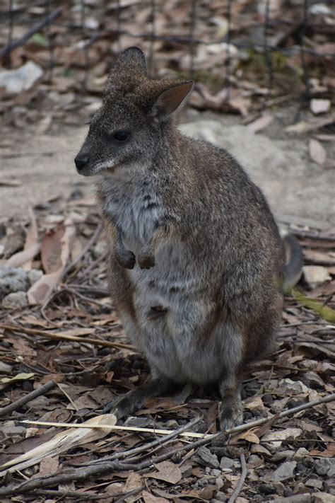 parma wallaby notamacropus parma zoochat
