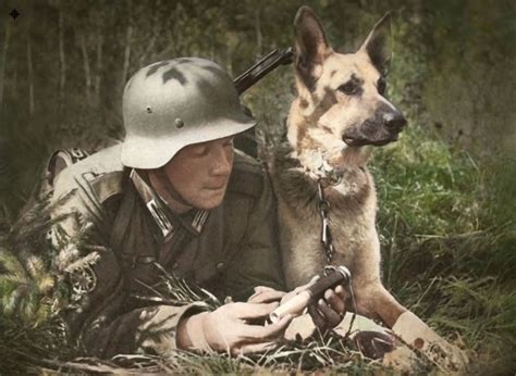 German Shepherds helped the Wehrmacht communicate. The message attached to the collar : r