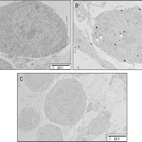 PDE8A sub-cellular localization in cumulus cells (A,B) was revealed by ...