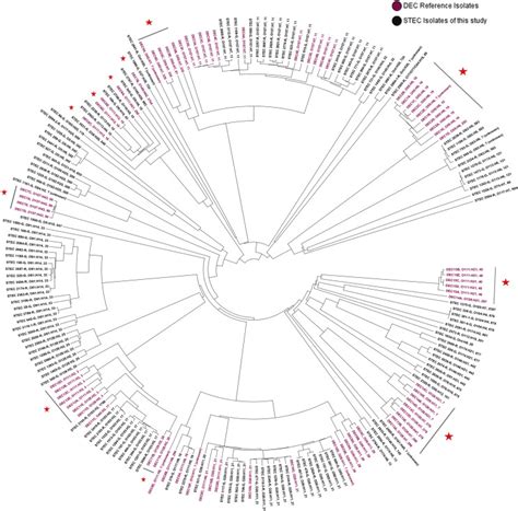 Molecular Characterization And Phylogeny Of Shiga Toxinproducing