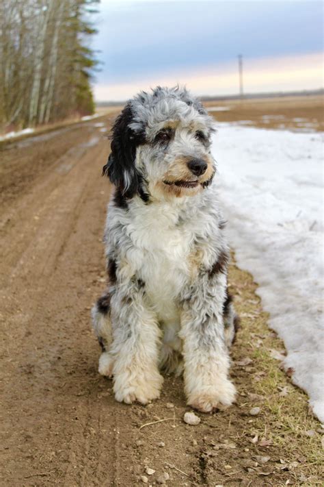 Aussiedoodle Mini