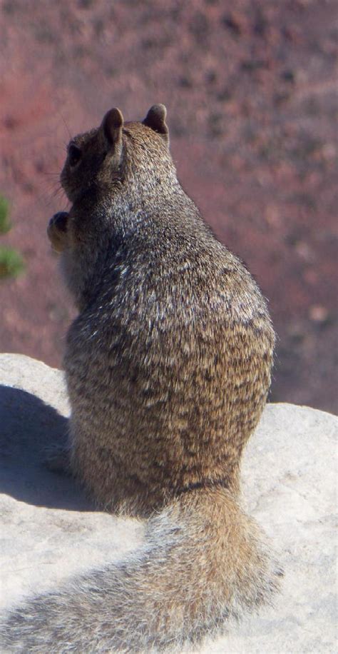 Grand Canyon Squirrel 6 by LadyAyakoTami on DeviantArt