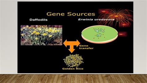 Golden Rice Technology Ppt