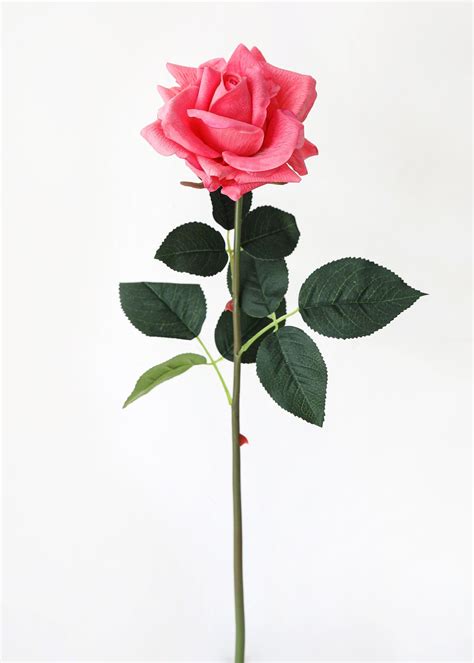 Rose stem – Artofit