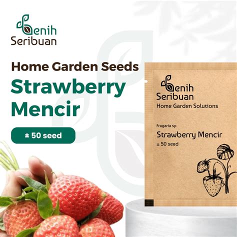 Jual Benih Seribuan Bibit Buah Strawberry Mencir Cocok Dataran Rendah