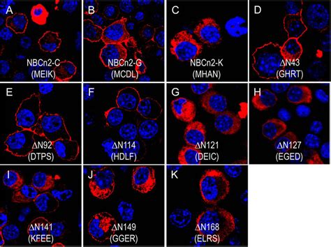 Cellular Localization Of Nbcn2 Variants And Mutants Heterologously