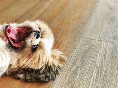 5 Pet Friendly Flooring Solutions Flooring Liquidators