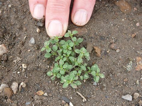 Common Chickweed Ontario Cropipm