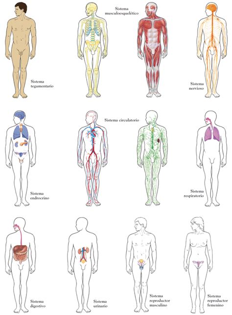 Niveles De Organizaci N Del Cuerpo Humano Mind Map