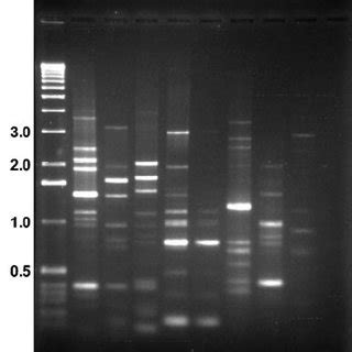 Bc Rep PCR Fingerprinting A And Schematic Representation B Of 11 B