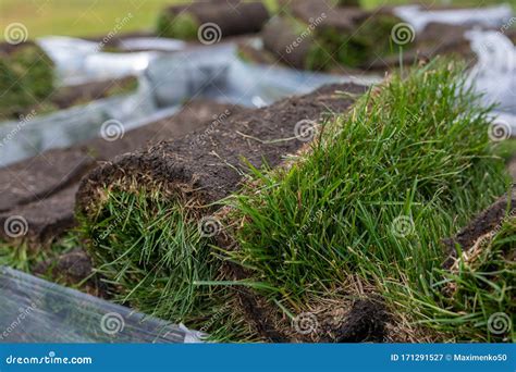 Tapete Verde De Relva De Turfa Em Rolo De Relva Rolos De Relva Turfa