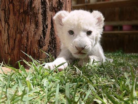 Top Imagen Leones Blancos En Peligro De Extincion Abzlocal Mx