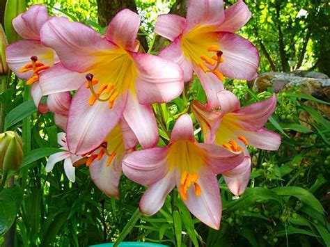 Цветок лилия (фото) - сорта, посадка и уход, размножение и свойства