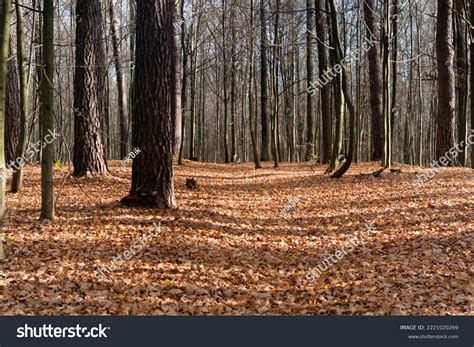 1 229 Lumi Ray Naked Images Stock Photos Vectors Shutterstock