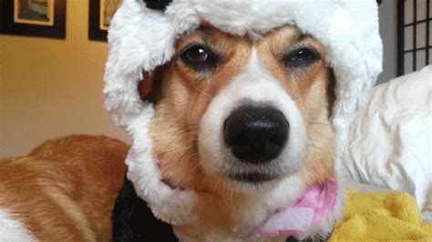 animals corgi gif | WiffleGif