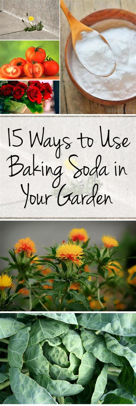 15 Ways To Use Baking Soda In Your Garden Wrapped In Rust