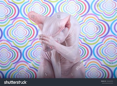 Naked Cat Embarrassed Stock Photo Shutterstock