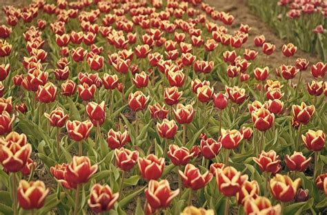 Flores Rojas Con Bello Amarillo En El Interior Tulipanes De Campo