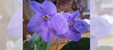 Фиалки купить в Оренбурге | Товары для дома и дачи | Авито