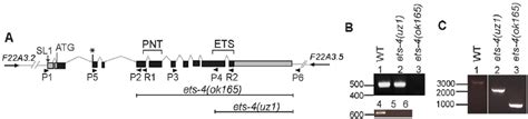 Schematic Of Ets 4 Gene Structure And Gene Deletion Analysis A Gene