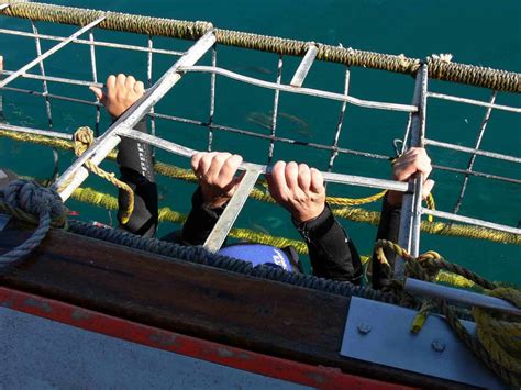 Shark Cage Diving Under the Spotlight in SA - What You Need to Know