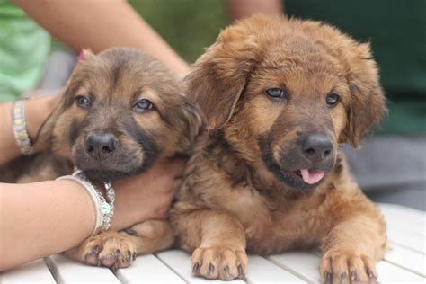 dogs hong kong dog rescue