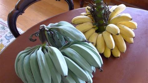 Blue Java Banana Pisang Biru Unik Bertekstur Selembut Es Krim