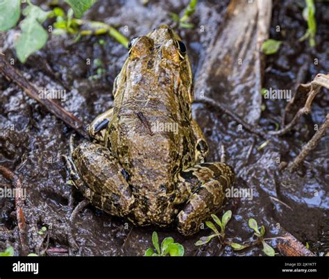 closeup   frog    mud  nature stock photo alamy