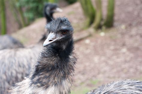 stock photo  inquisitve australian emu freeimageslive
