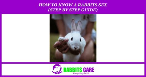 How To Know A Rabbits Sex Step By Step Guide Rabbits Care