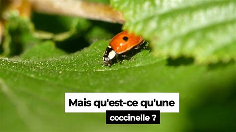 La Coccinelle Cycle De Vie Et Autres Informations Sur Cet Insecte