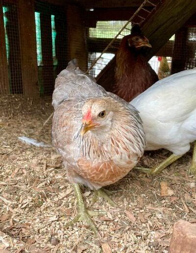 12 Week Old Easter Eggers BackYard Chickens Learn How To Raise Chickens