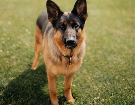 Dog Ownership Law - Dog Law Hub