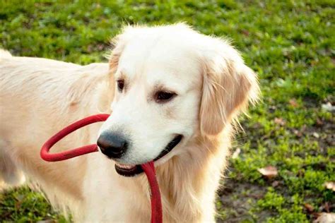 age  golden retrievers calm  retriever advice