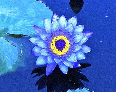 Living In The Light Of Death Existential Philosophy In The Eastern Tradition Zen Samurai Haiku 6