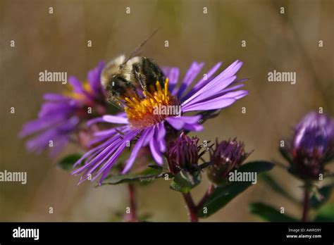 Bumble Bee Pollen Pollination Flower Insect Detail Close Up Isolated