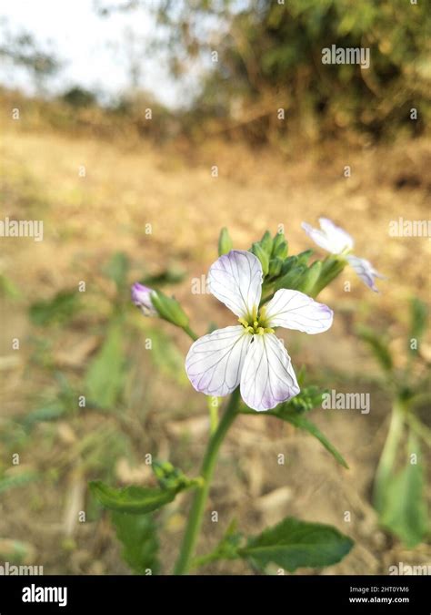 Wild Radish Flower Hortensis F Raphanistroides Raphanus Caudatus